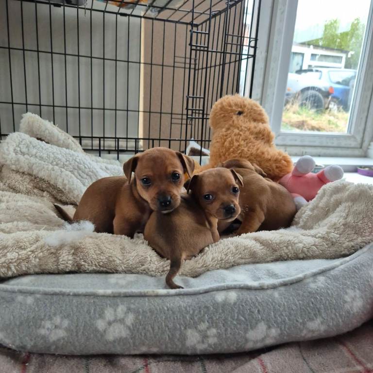 Jack russel x staff puppies 