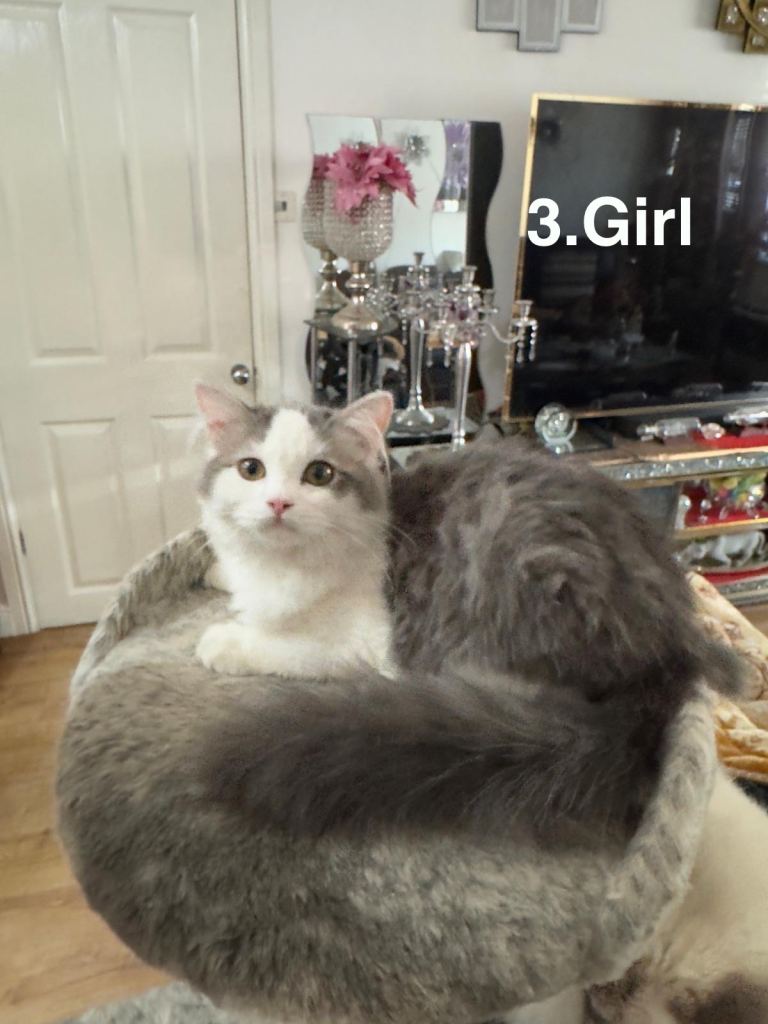 Ragdoll and Persian mixed kittens 
