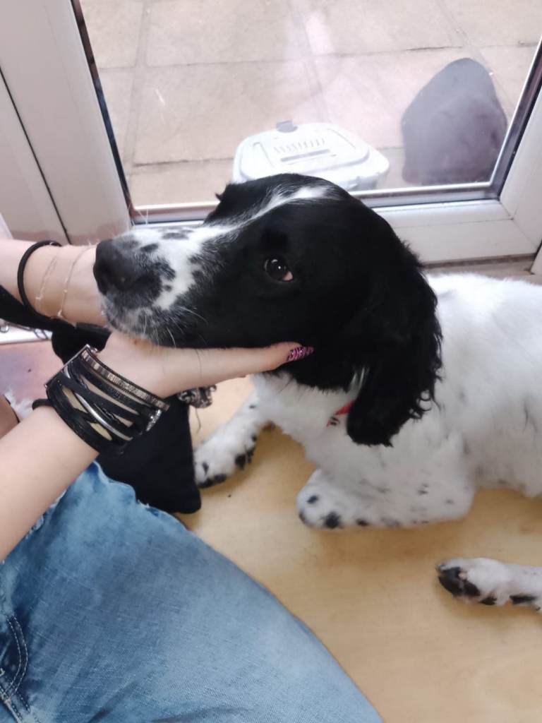 Beautiful English Springer Spaniel for sale 