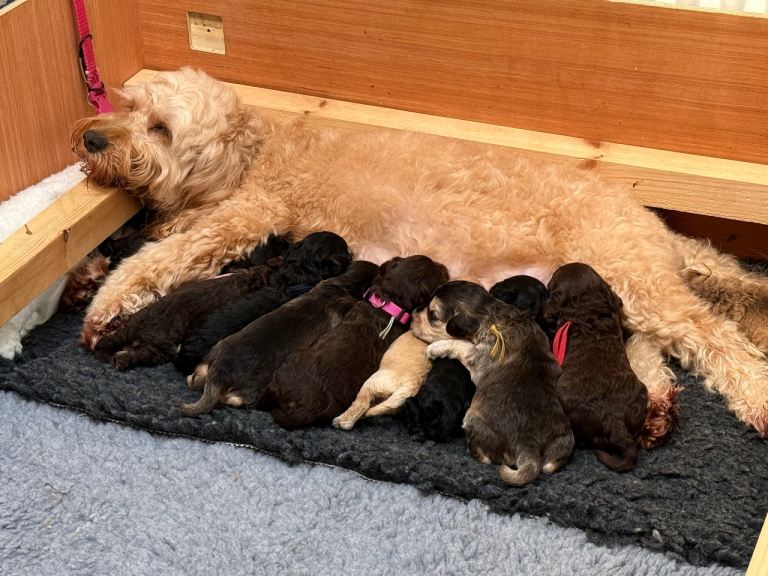Cockapoo Puppies 