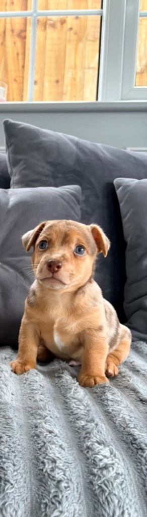 Gorgeous Chocolate Merle Jack Russell Puppy Looking for His Forever Home!
