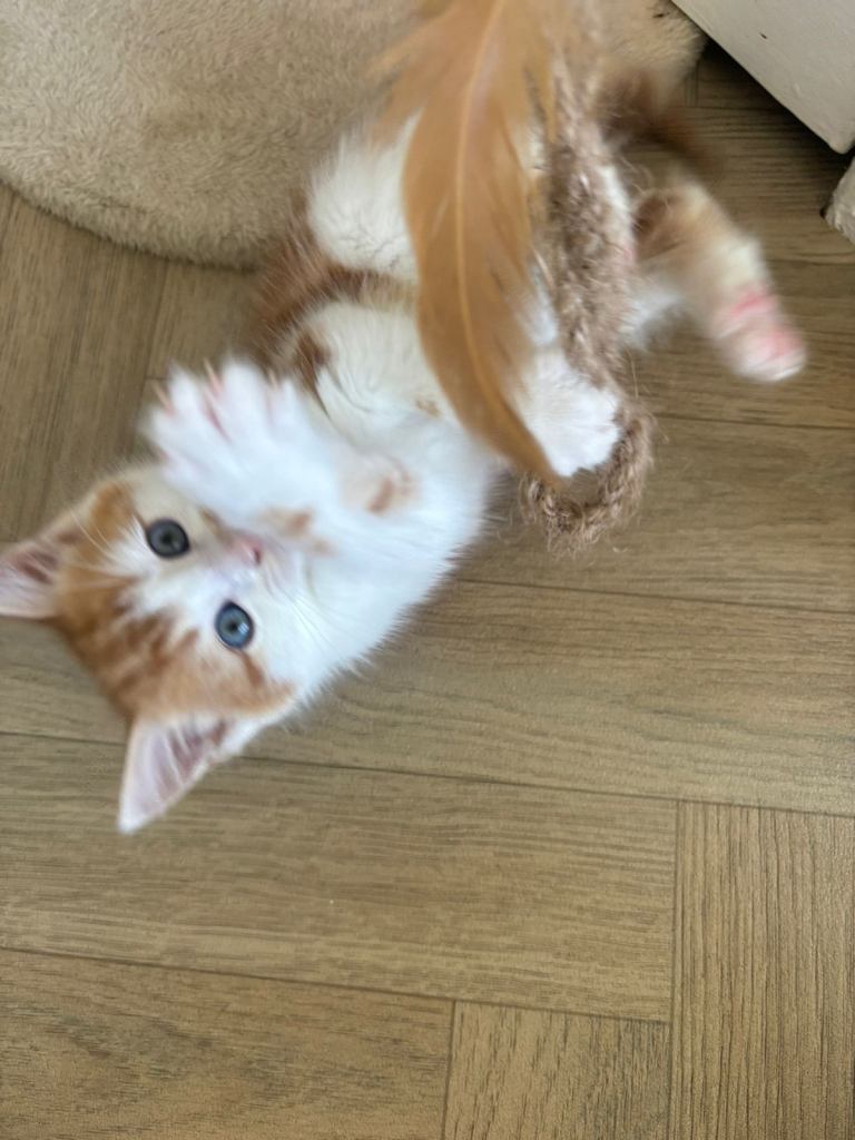Ginger kittens 