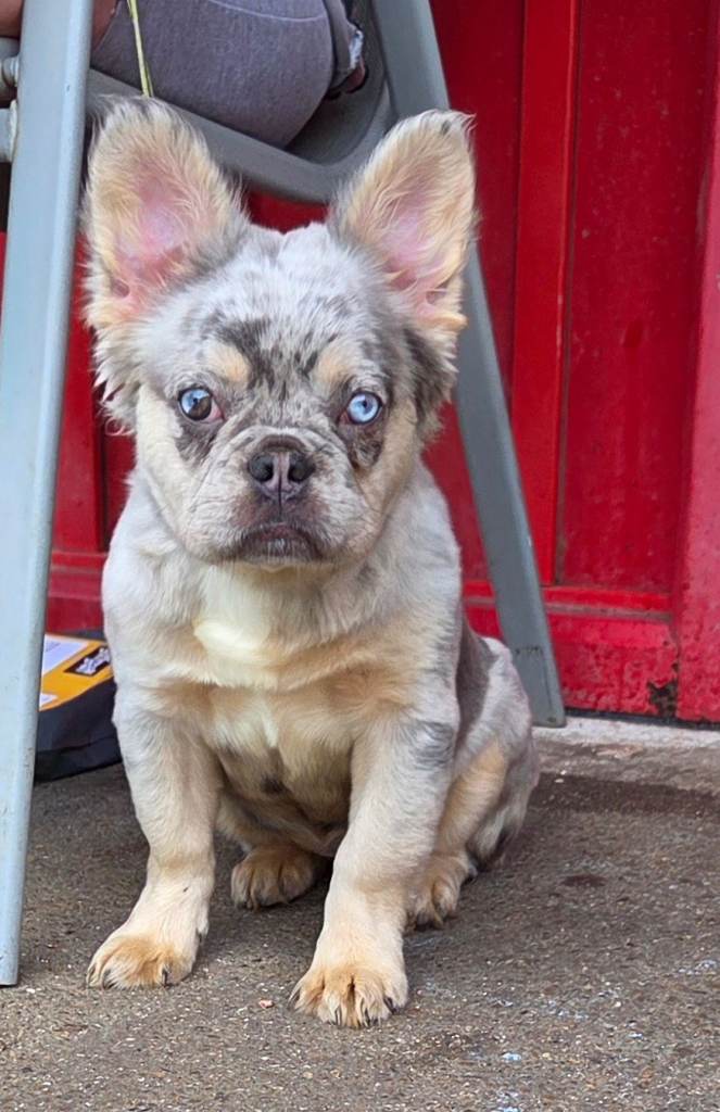 French bulldog 