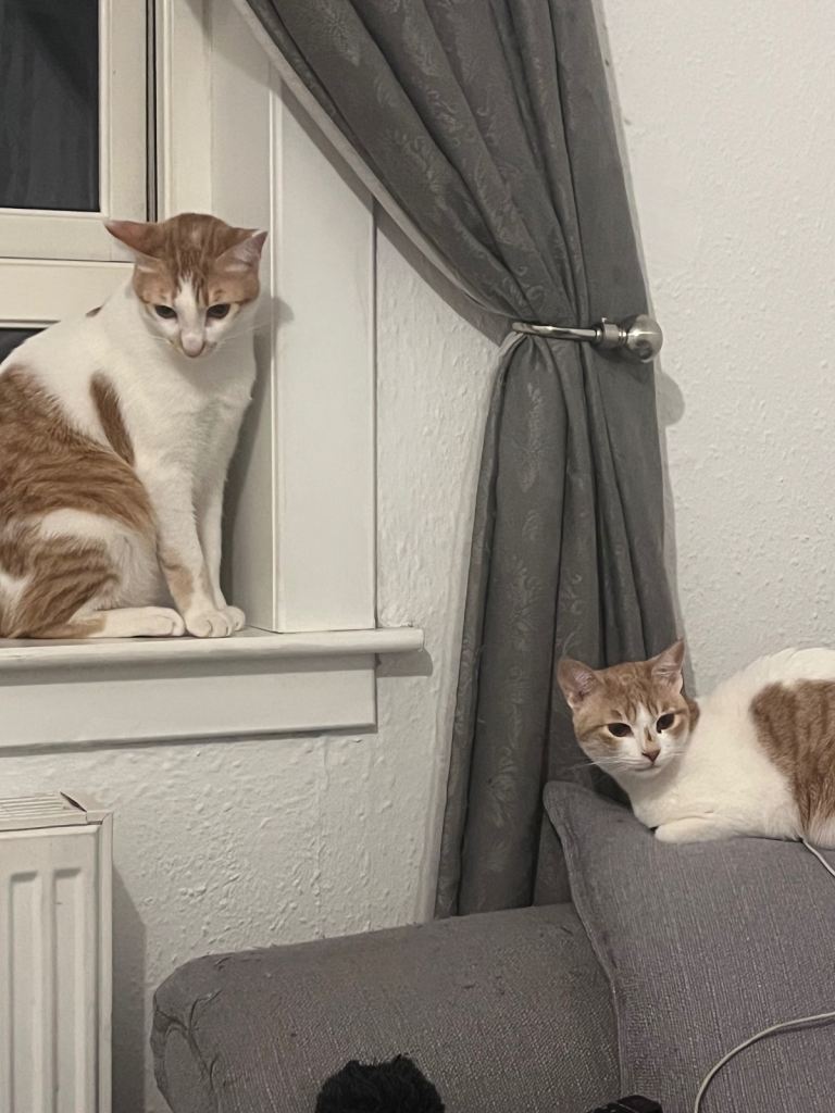 image for Arabian Màu cats for sale 