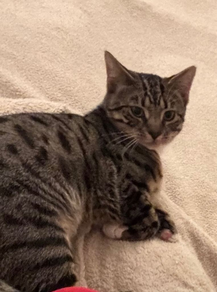 2 male cats (brothers) age 8months 