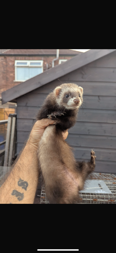 ferret kits 2026 