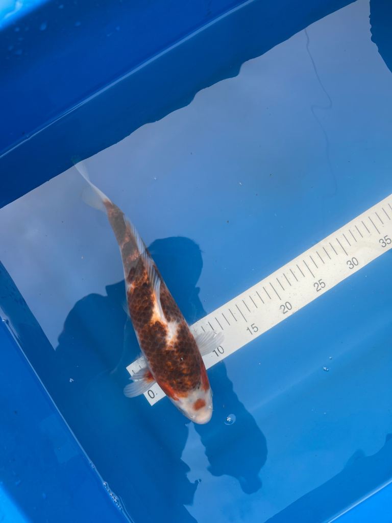 Japanese koi carp for sale