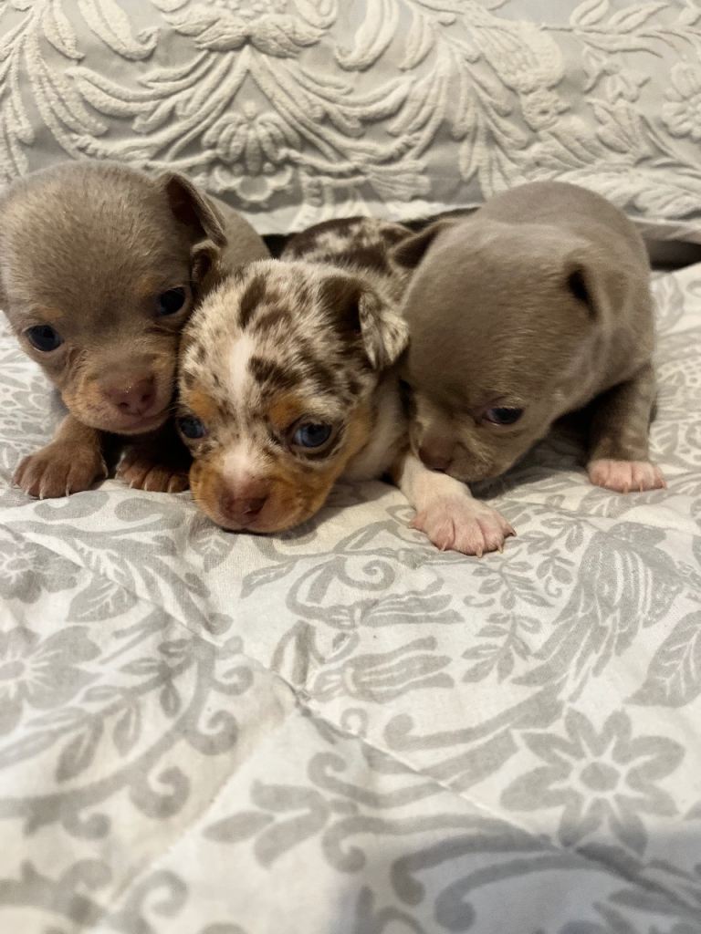 Apple head chihuahuas 