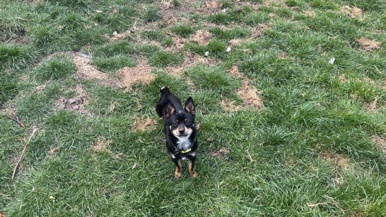 Pomeranian x chihuahua boy 2 years old 