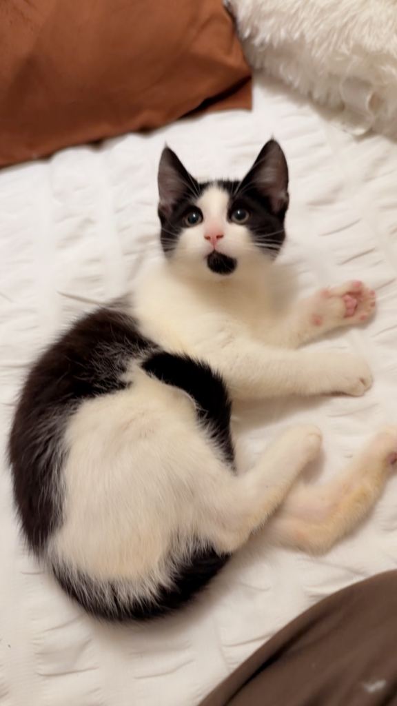 Mixed adorable Female kitten **please read**