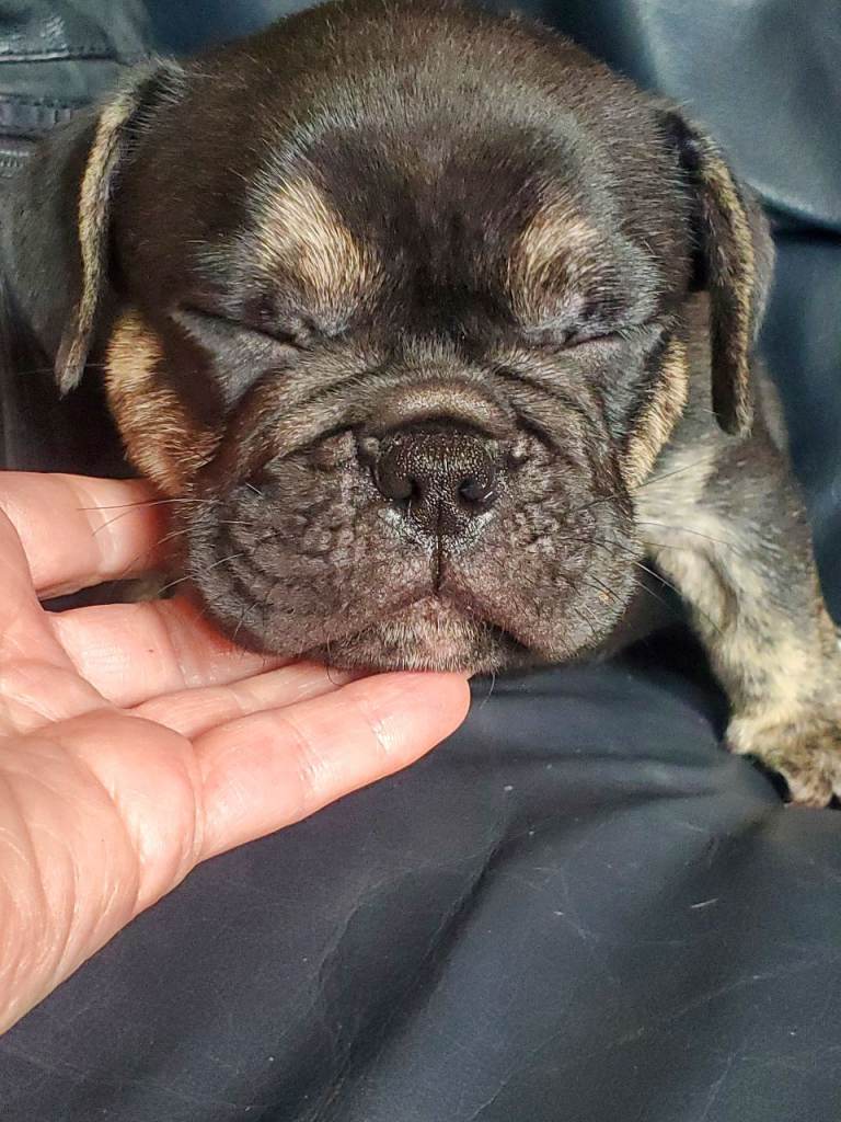 Male, french bulldog