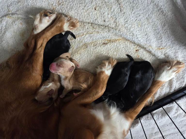 Beautiful Full Cocker Spaniel Pups 