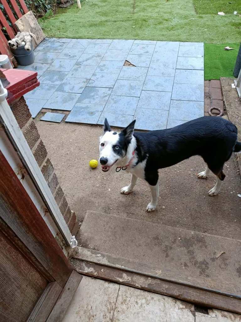 Husky cross border Collie 