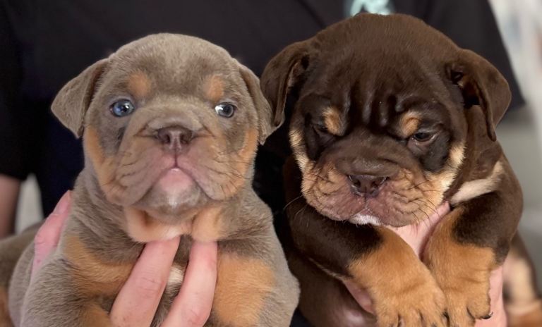 British Bulldog Puppies