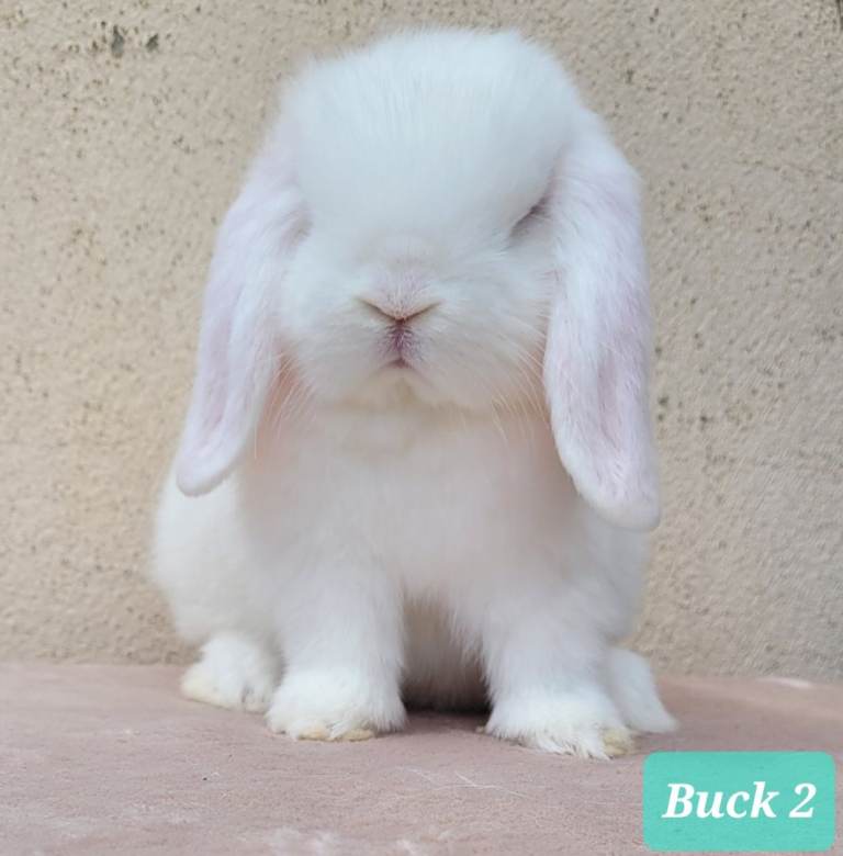 Purebred mini lop bunnies & Adults available 