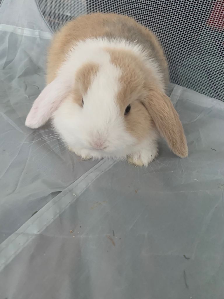 3 beautiful mini lop rabbits 