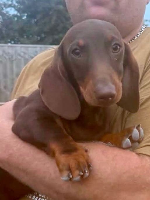 Miniature Dachshund Puppies
