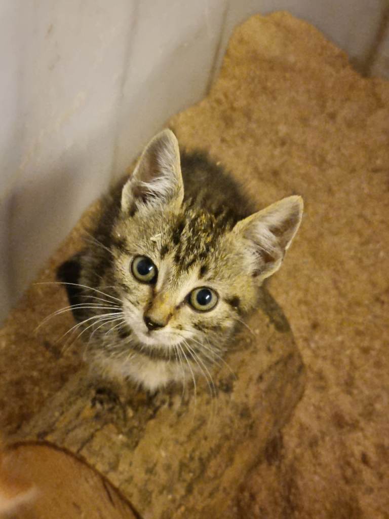 kitten for sale 