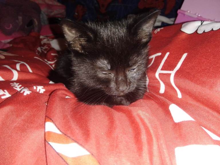 Black kitten