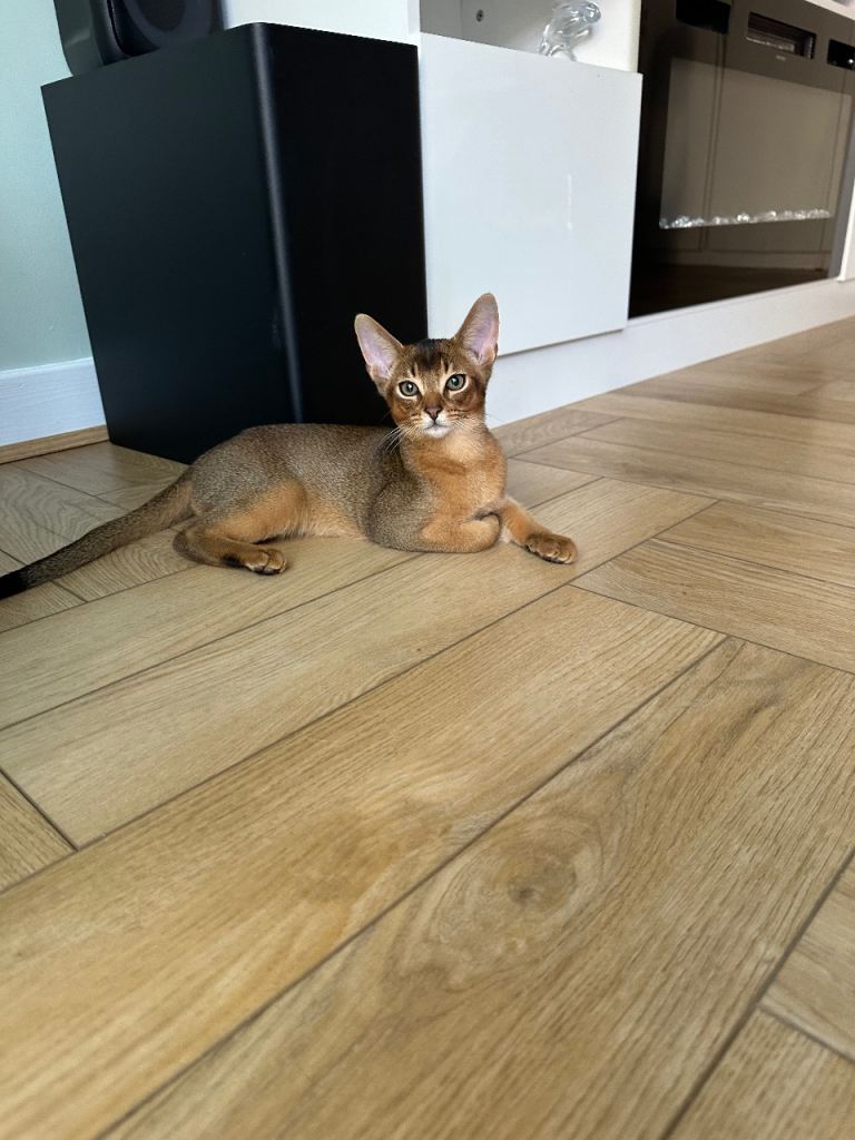 Abyssinian kittens ready to go🌟