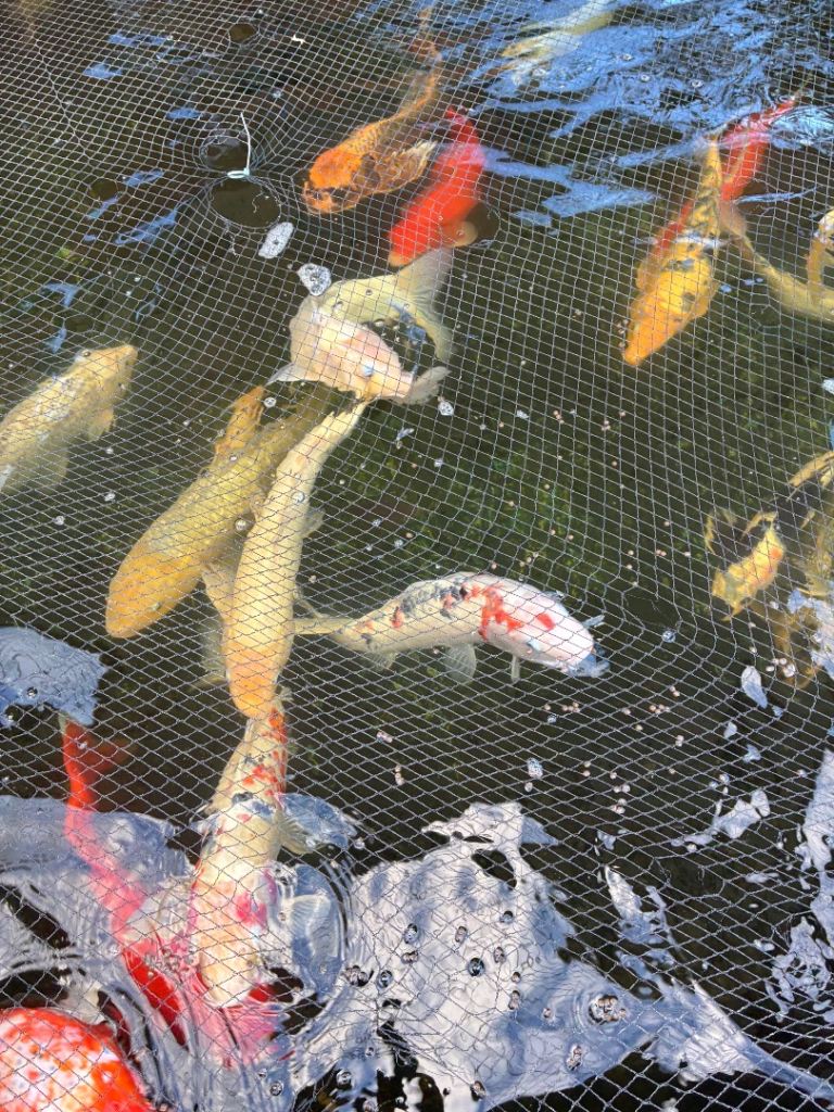 Koi carp