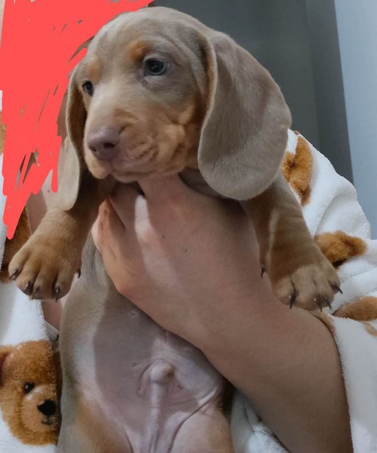 Beautifull mini dachshund