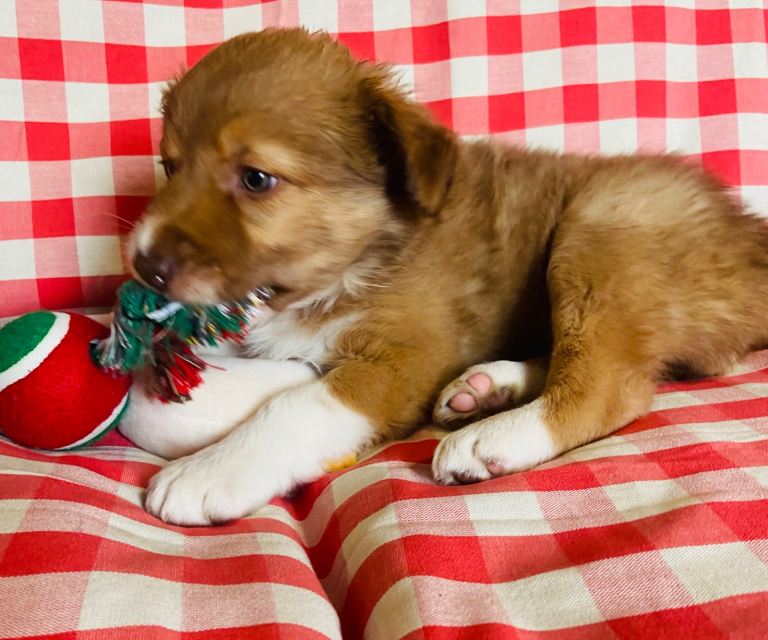 Border collie puppies 