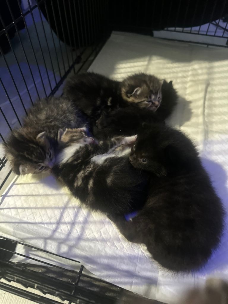 Fabulous kittens for sale!