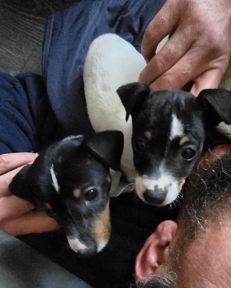 Jack russel puppies