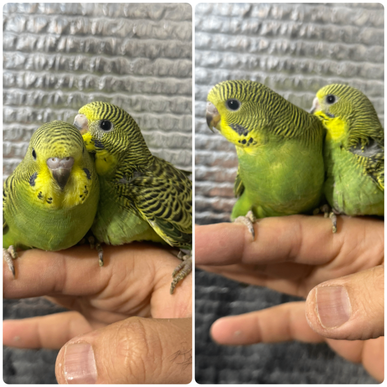 Budgies split of bf/bw