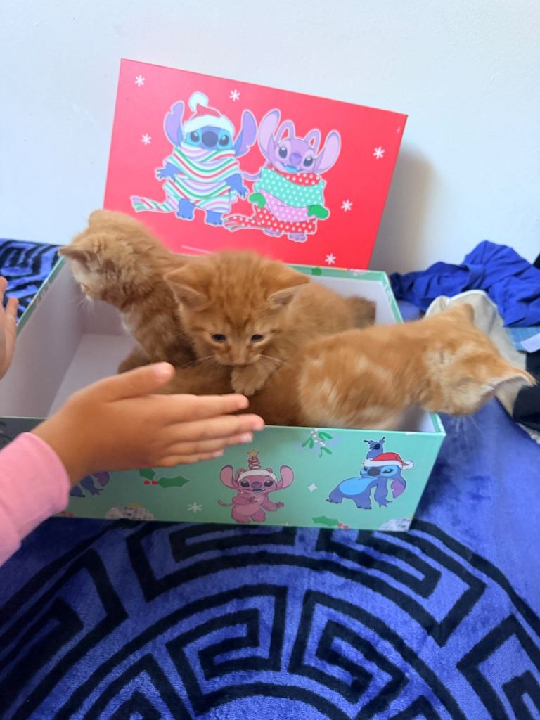 Ginger Kitten 