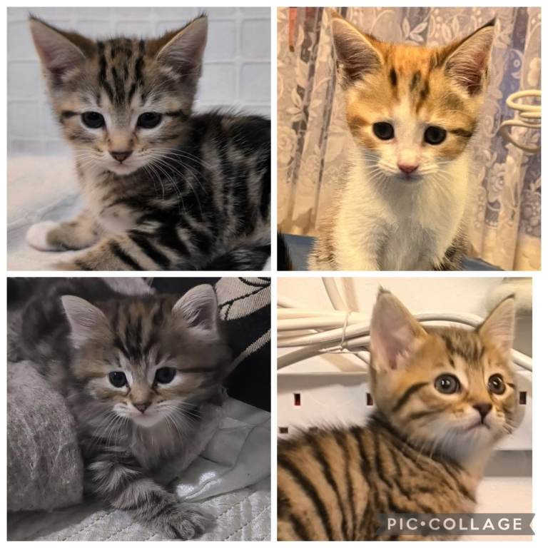 Mixed kittens
