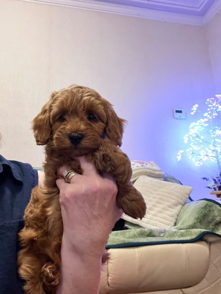 Beautiful Poodle Puppies For sale.