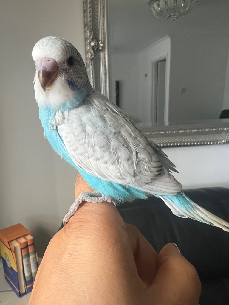 Baby Budgies 