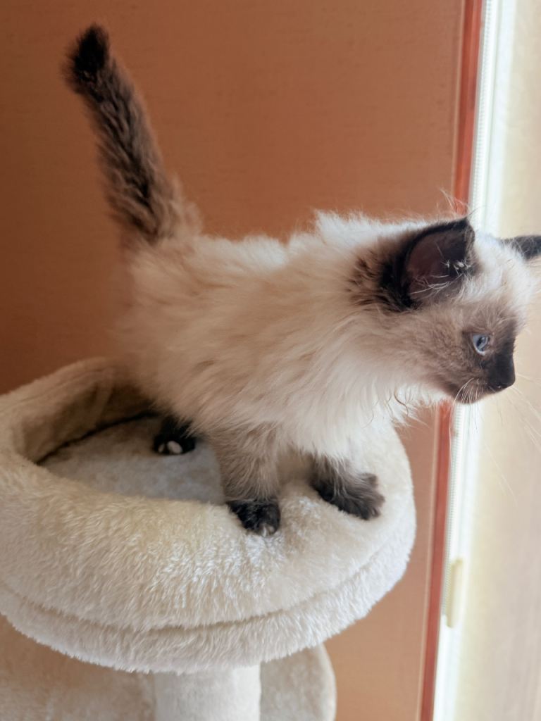Cat for sale 