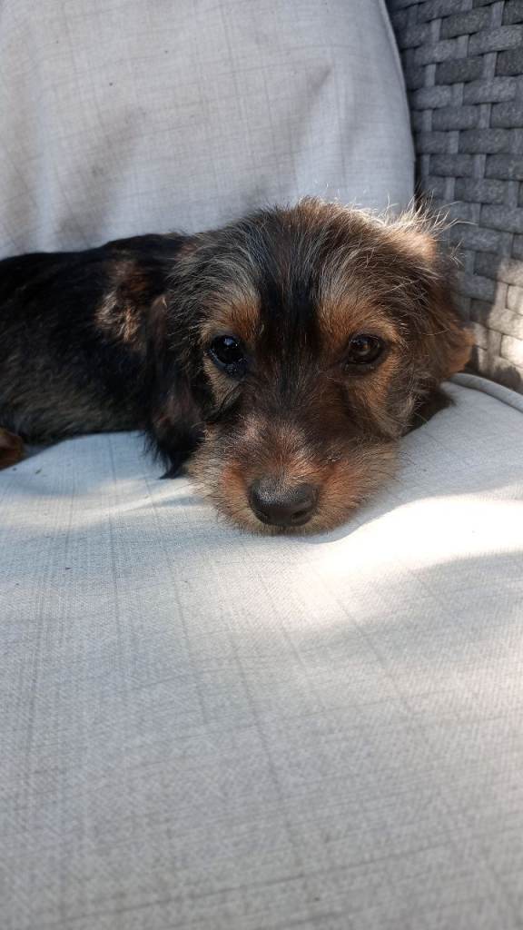 Wire haired miniature dachshund pups