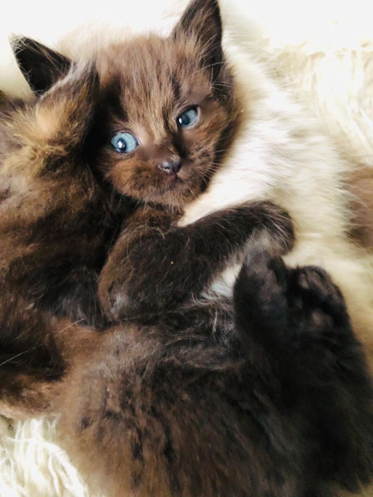 KITTENS FROM A RAGDOLL MOTHER 