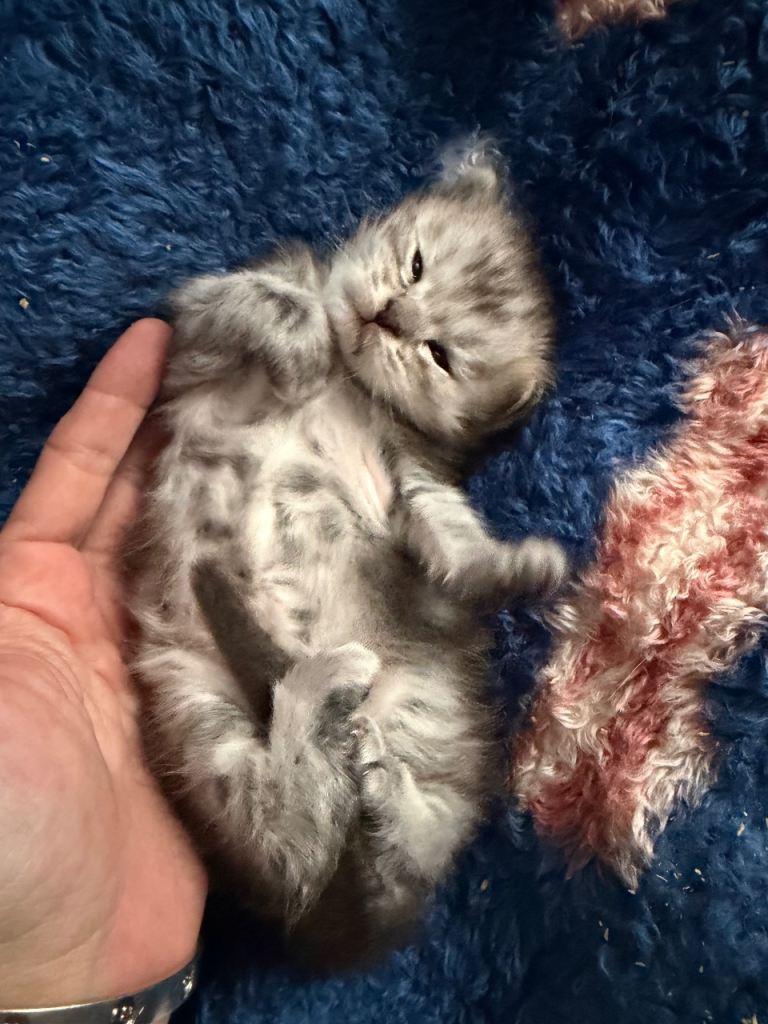 Male Maine coon kitten 