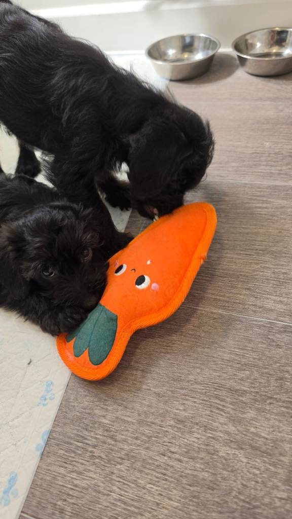 Patterpoo puppies 