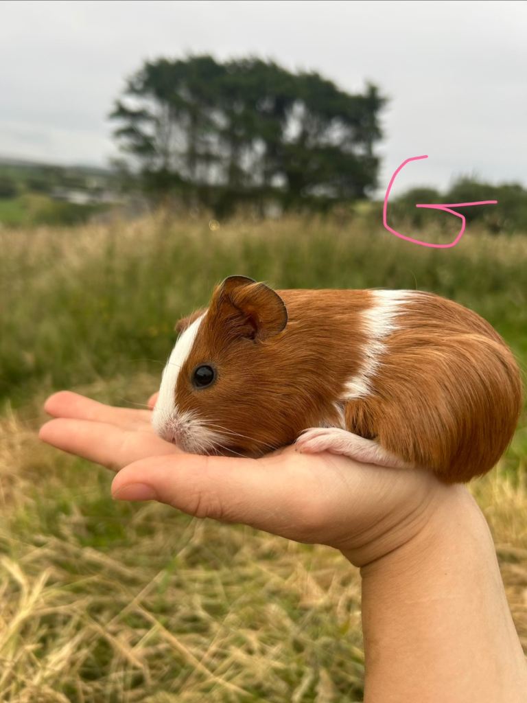 Adorable baby guinea pigs looking for their forever home