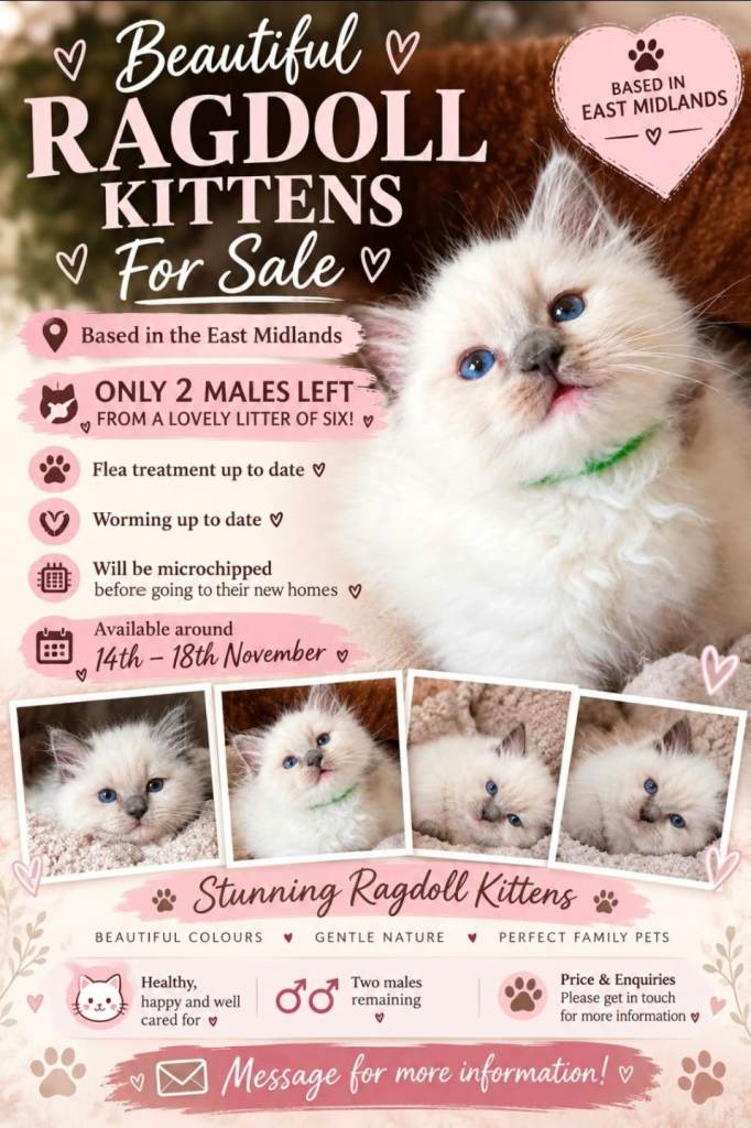 2 mitted ragdoll boys 