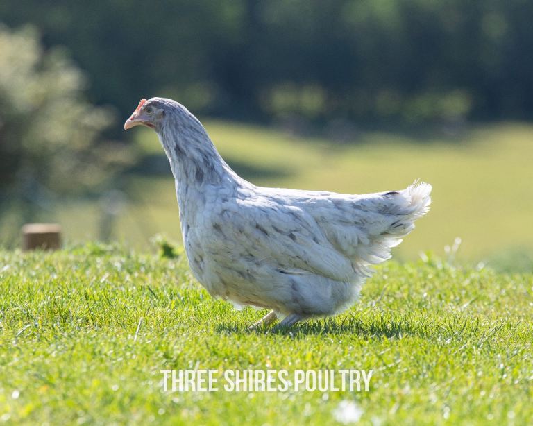 Point of Lay Hybrid Chickens