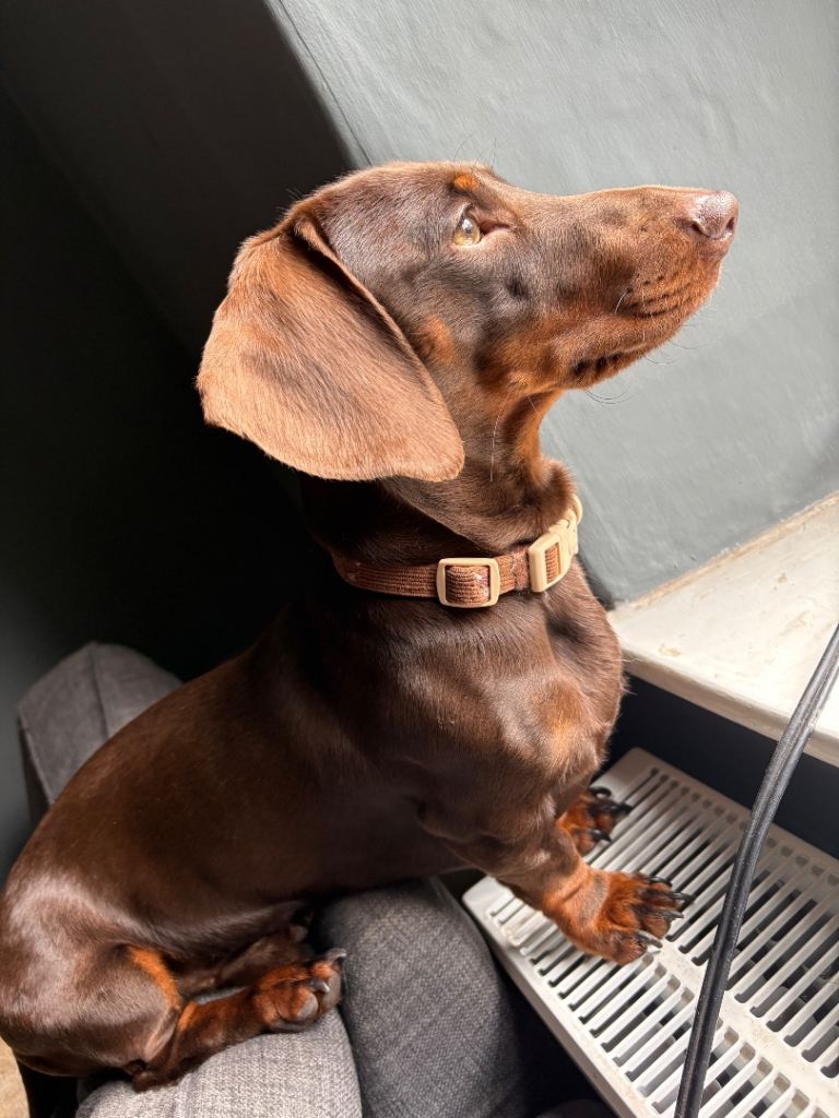 Dachshund 