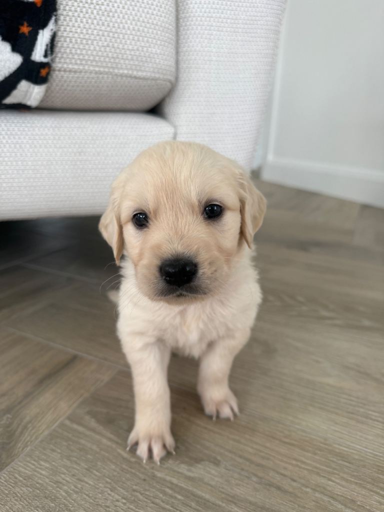 Golden Retriever Puppies 