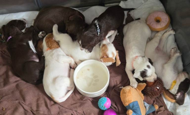 Cocker spaniel puppies 