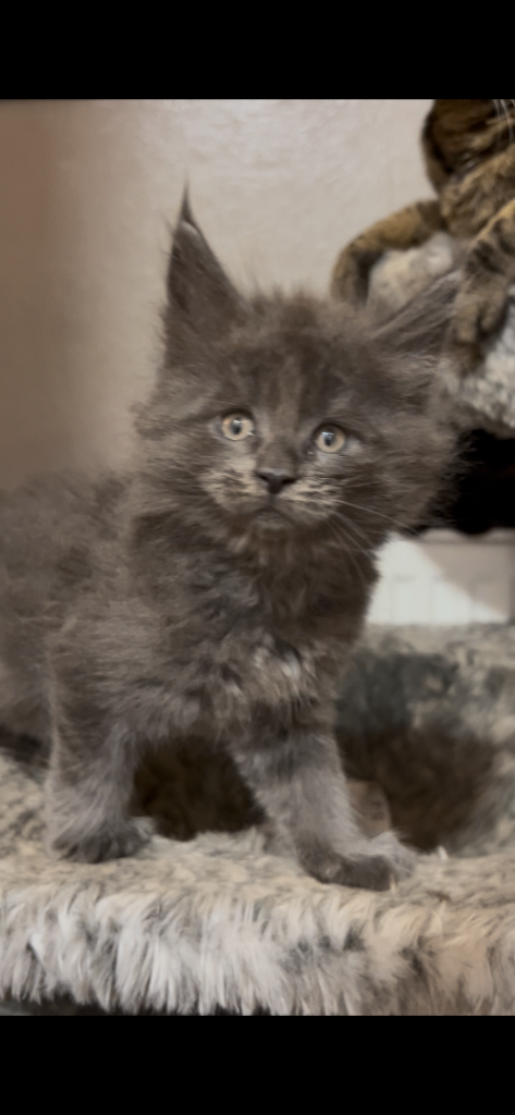 8 beautiful mainecoon kittens 