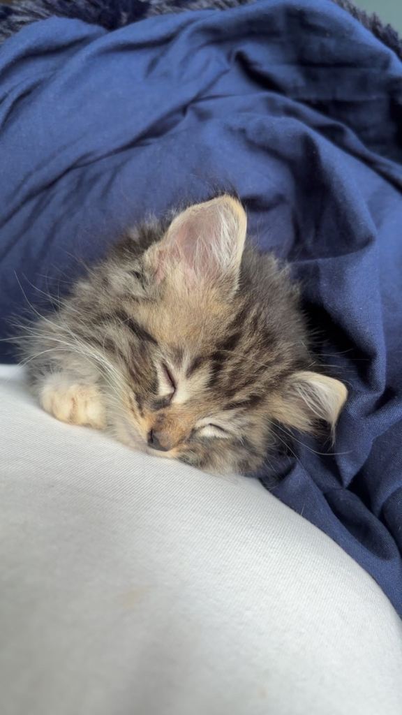 4 kittens( 2xtabbyxmainecoon )
