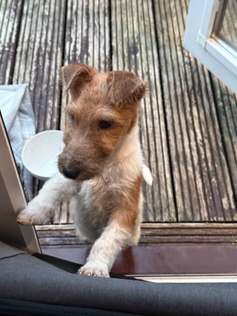 Fox terrier puppy (female)