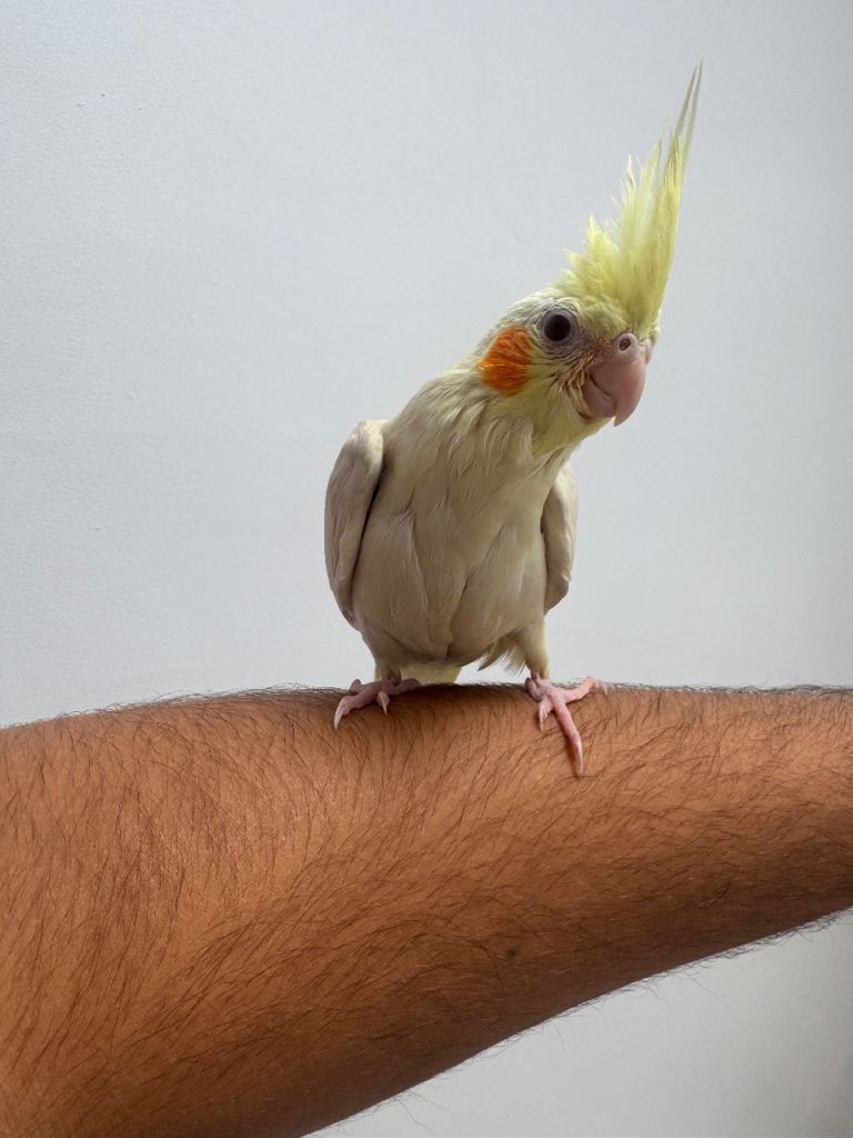 9 Week Hand tamed female baby cockatiel dna tested