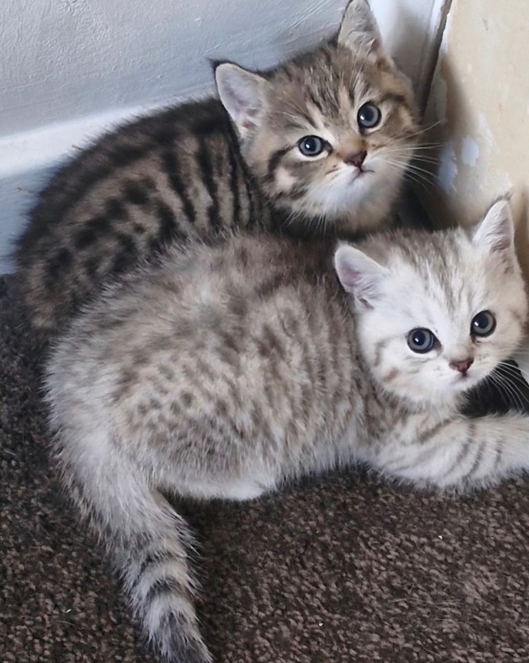 British shorthair kittens available for sale 